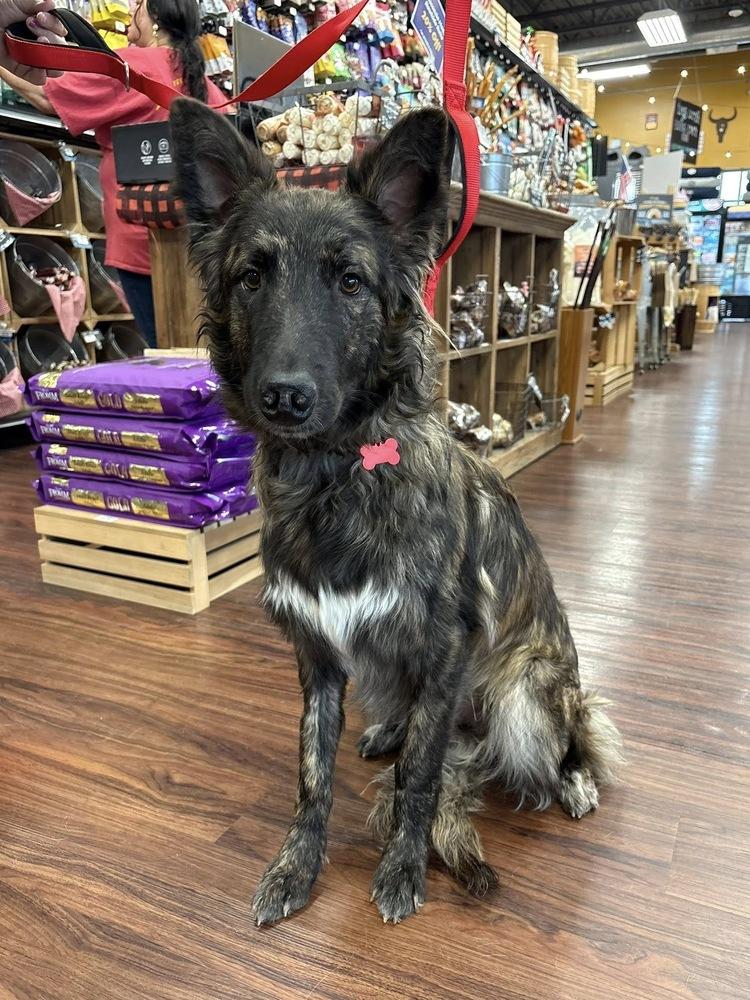 Lex, Adoptable, Young Male German Shepherd Dog & Siberian Husky.