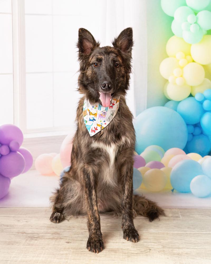 Lex, a Adoptable mixed breed in Frisco, TX image 2/6