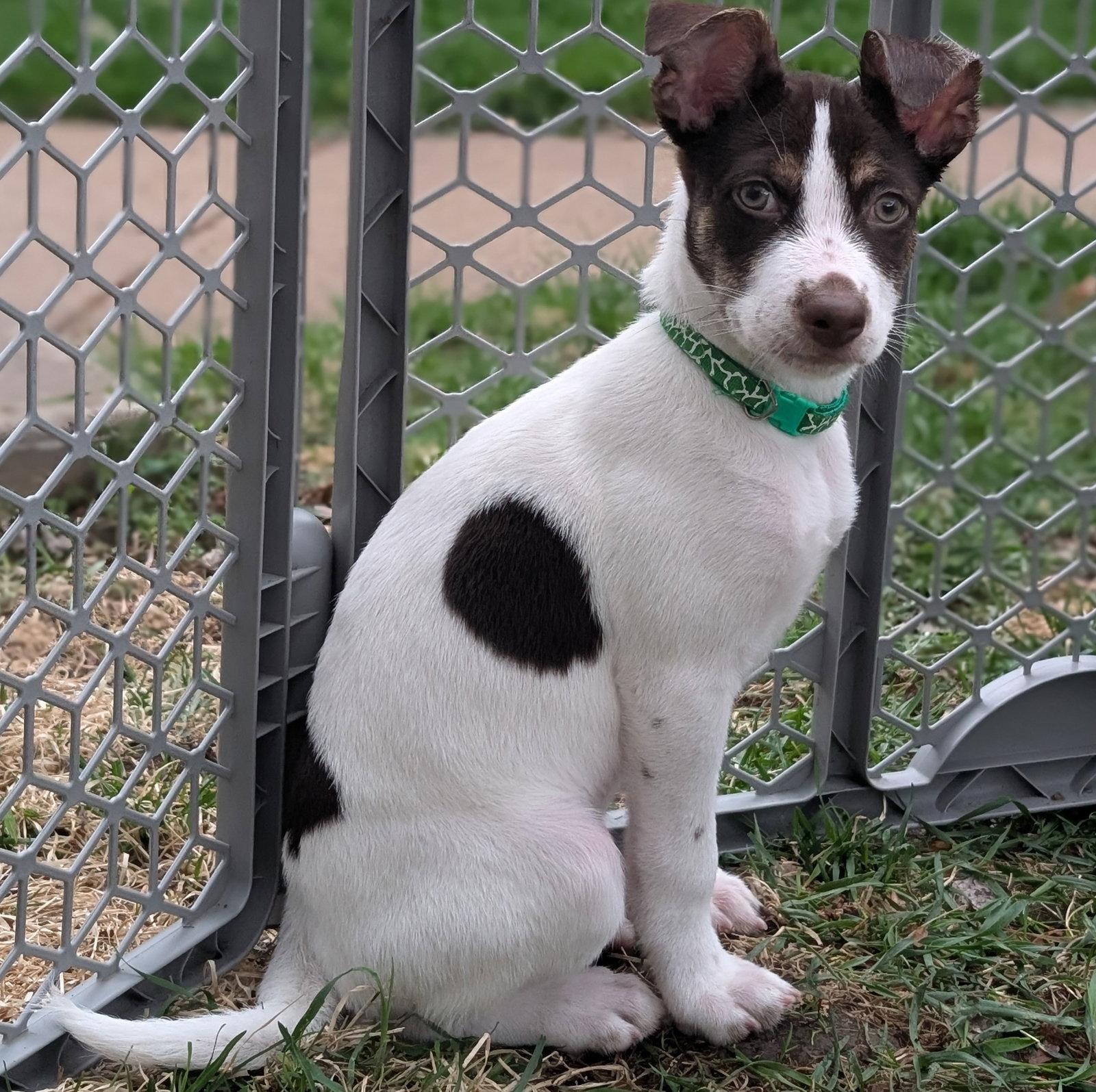 Bronco, Adopted, Puppy Male Terrier.
