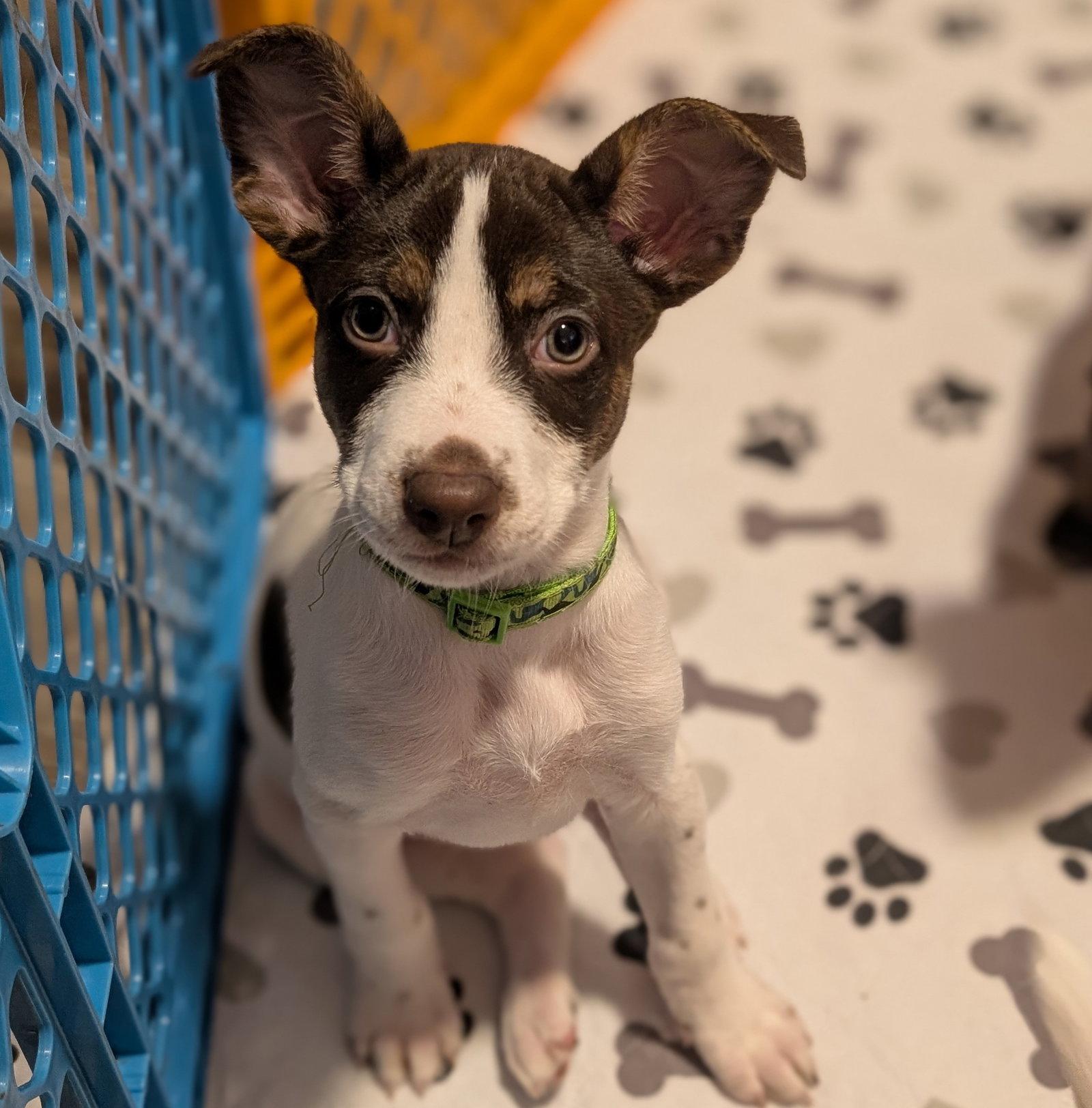 Enlarge Bronco, a Adopted Terrier in Brooklyn Center, MN image 2/3