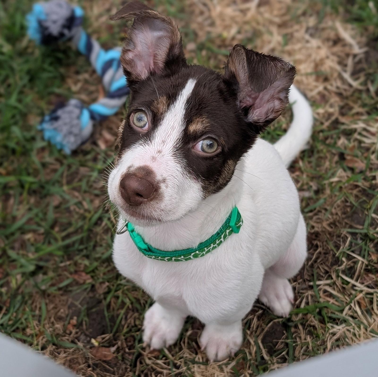 Enlarge Bronco, a Adopted Terrier in Brooklyn Center, MN image 3/3