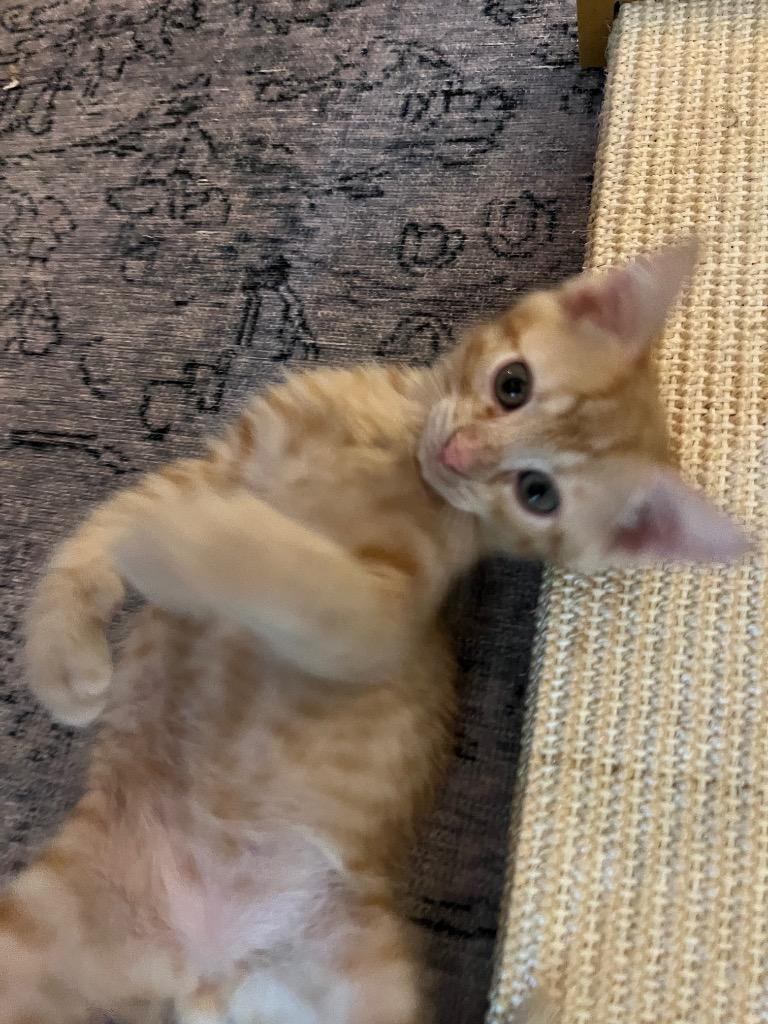 Doodle, Adoptable, Kitten Male Domestic Short Hair.