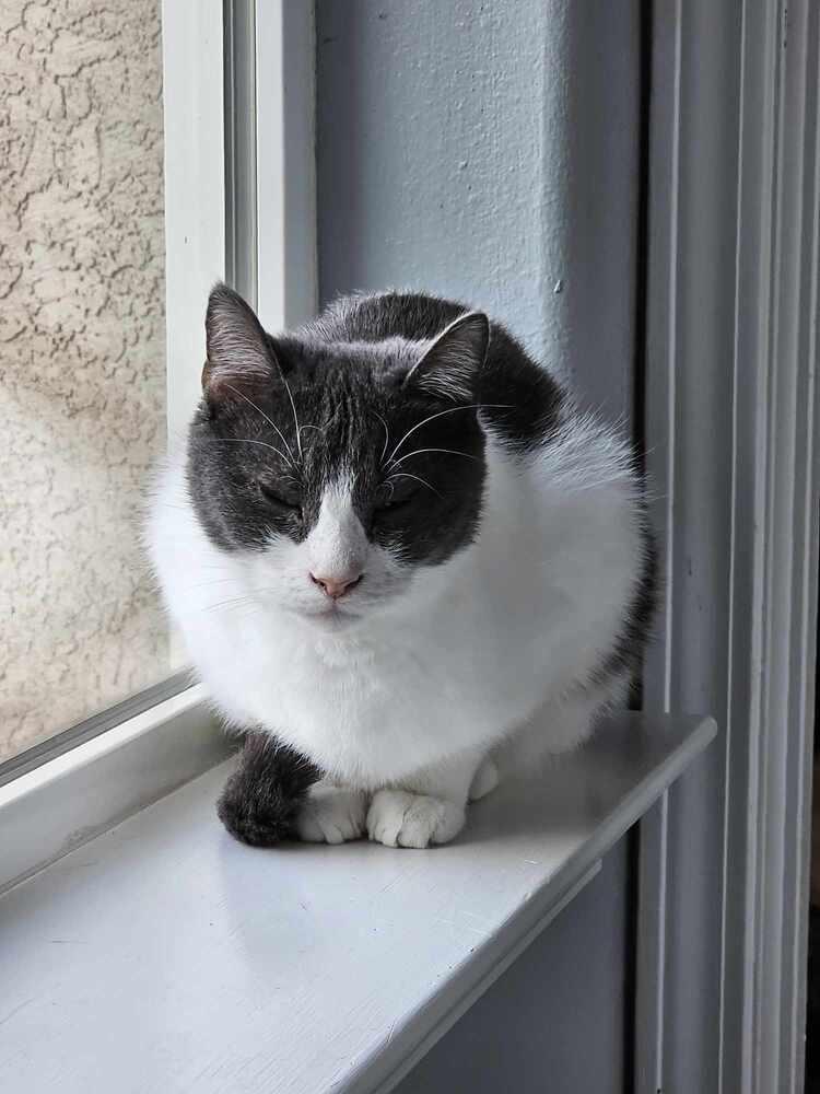 Enlarge Sassy, a Adoptable Domestic Short Hair in Jemez Pueblo, NM image 1/2