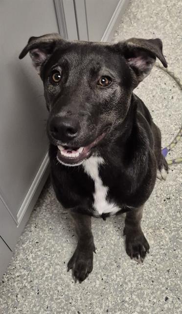 CADBURY, Adoptable, Young Female German Shepherd Dog & Mixed Breed.