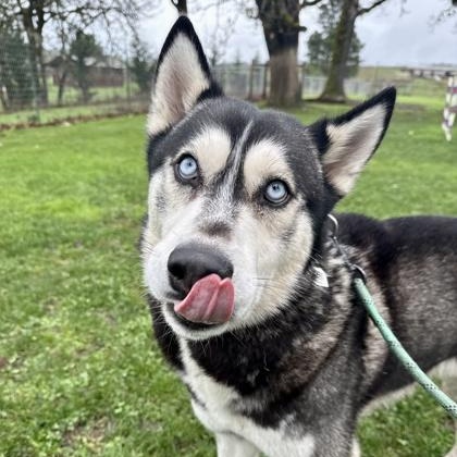 Enlarge Midas, a ADOPTABLE mixed breed in Roseburg, OR image 2/3