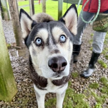 Midas, ADOPTABLE, Adult Male Husky.