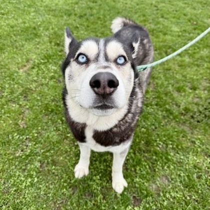 Enlarge Midas, a ADOPTABLE mixed breed in Roseburg, OR image 3/3