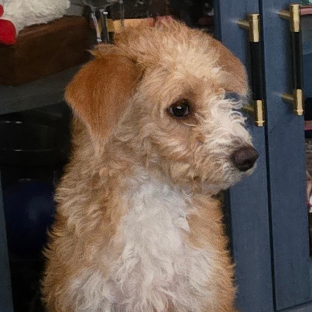 Enlarge Easel, a Adoptable mixed breed in Loves Park, IL image 2/5