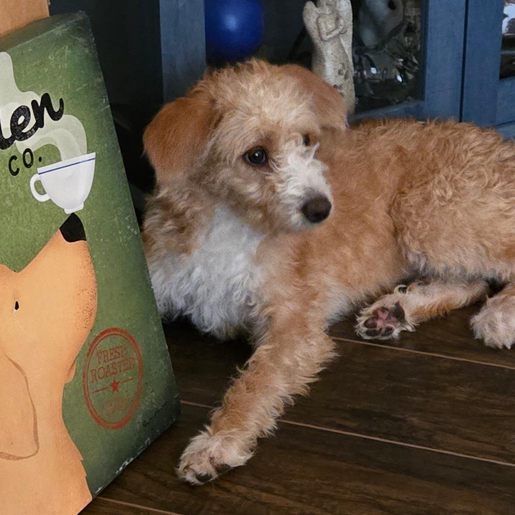 Enlarge Easel, a Adoptable mixed breed in Loves Park, IL image 3/5