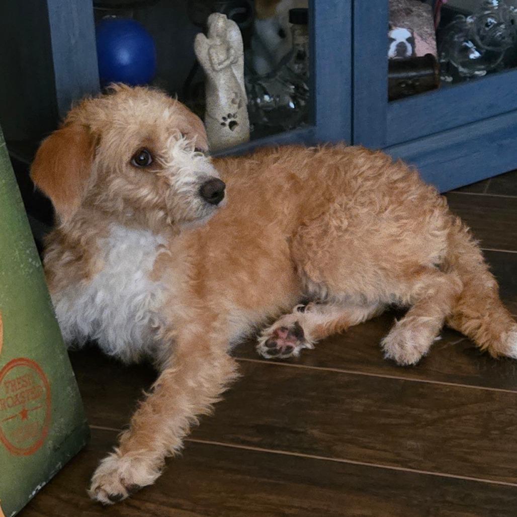 Enlarge Easel, a Adoptable mixed breed in Loves Park, IL image 5/5