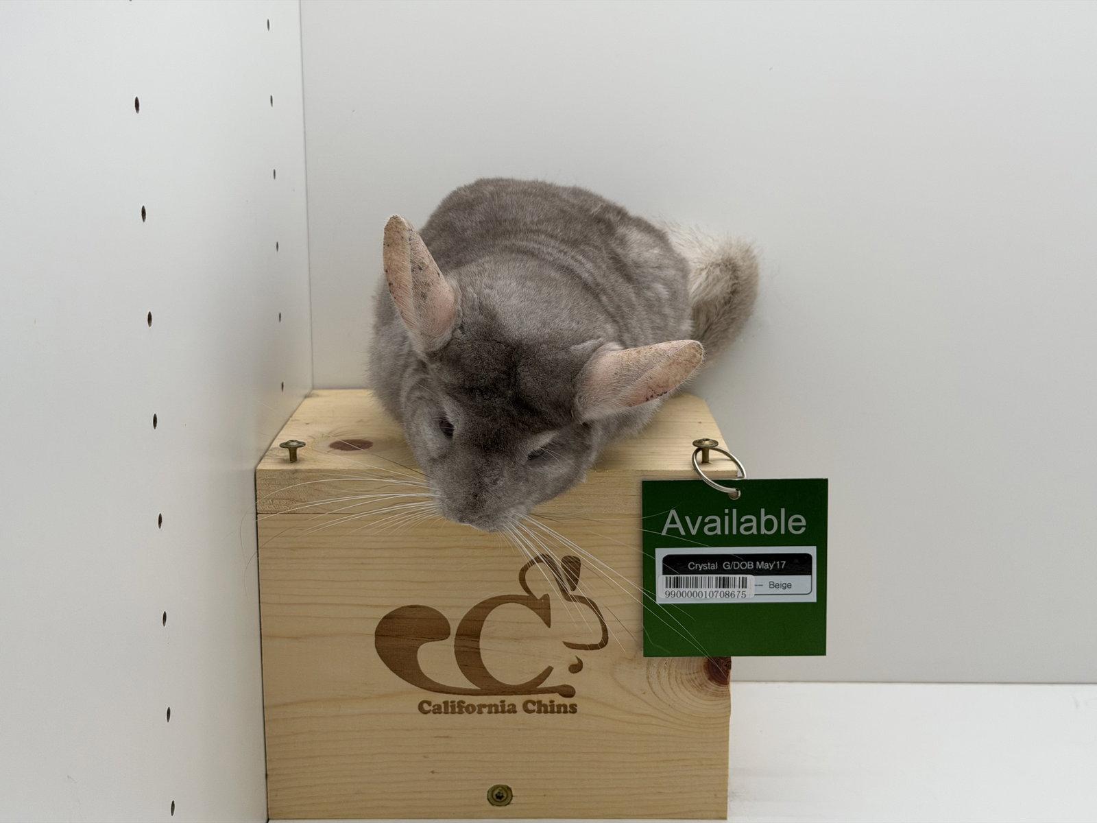 Crystal, a Adopted Chinchilla in Sunnyvale, CA image 1/3
