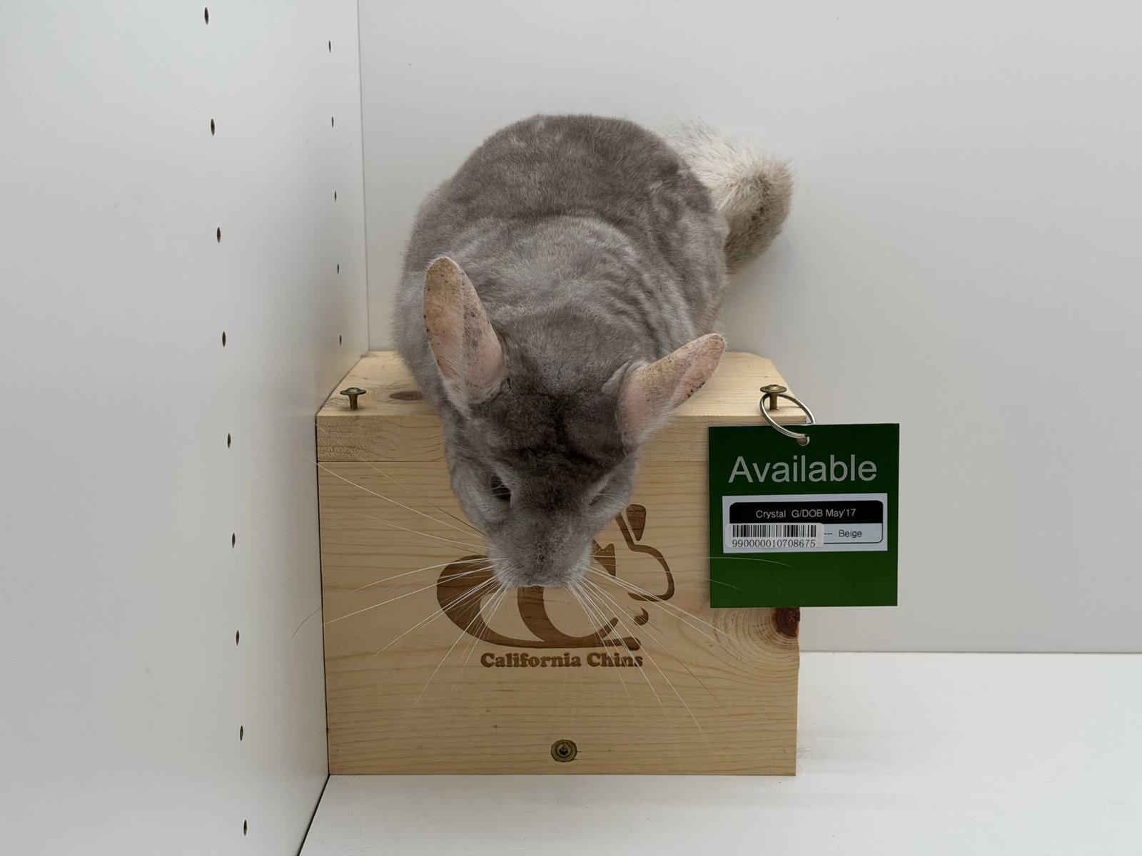 Crystal, a Adopted Chinchilla in Sunnyvale, CA image 2/3
