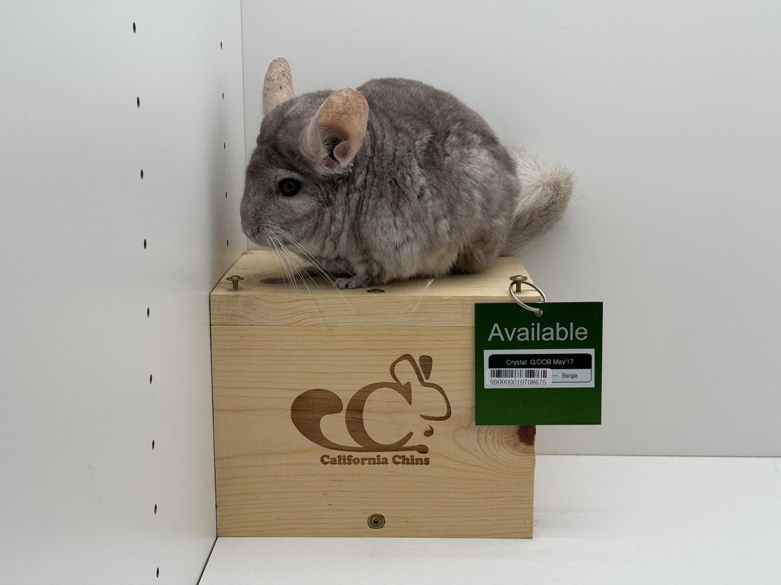 Crystal, a Adopted Chinchilla in Sunnyvale, CA image 3/3