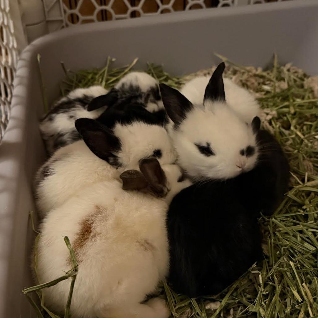 Jedi, Adoptable, Baby Female Bunny Rabbit & Lionhead.