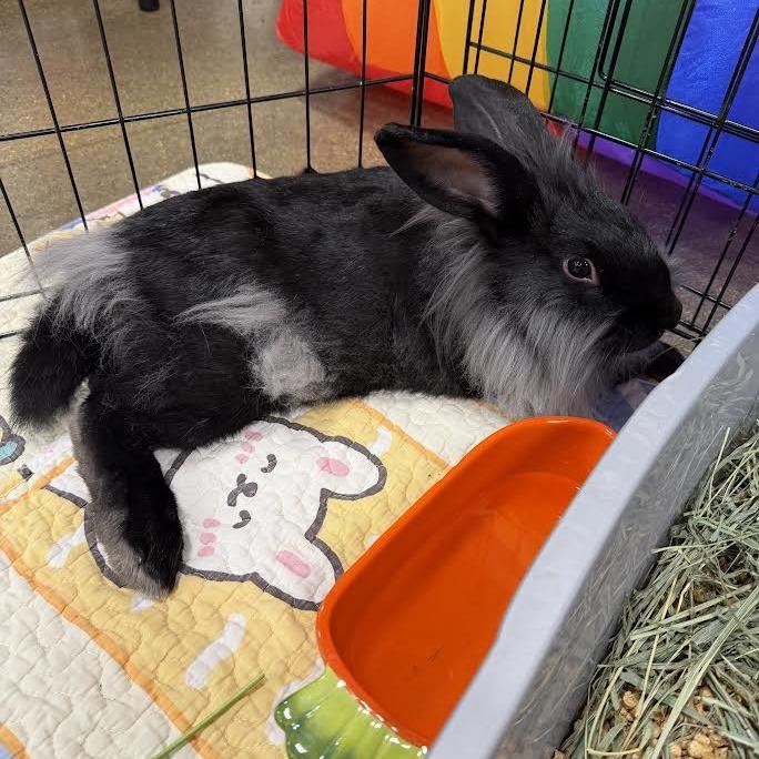 Jedi, a Adoptable mixed breed in Madison, WI image 2/4