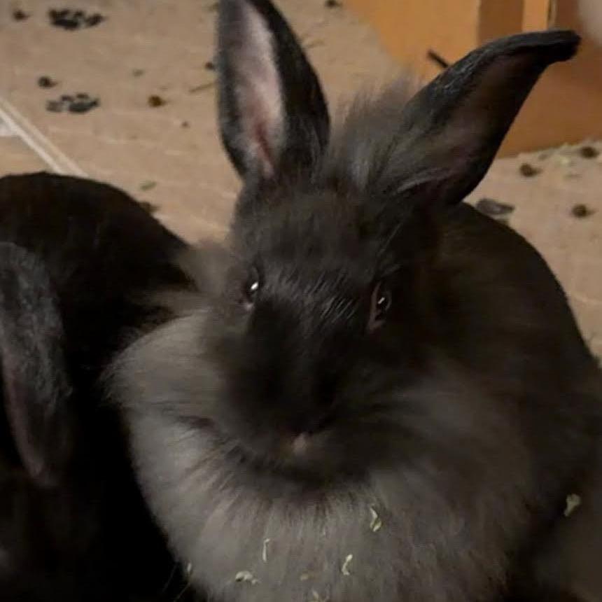 Enlarge Jedi, a Adoptable mixed breed in Madison, WI image 2/2