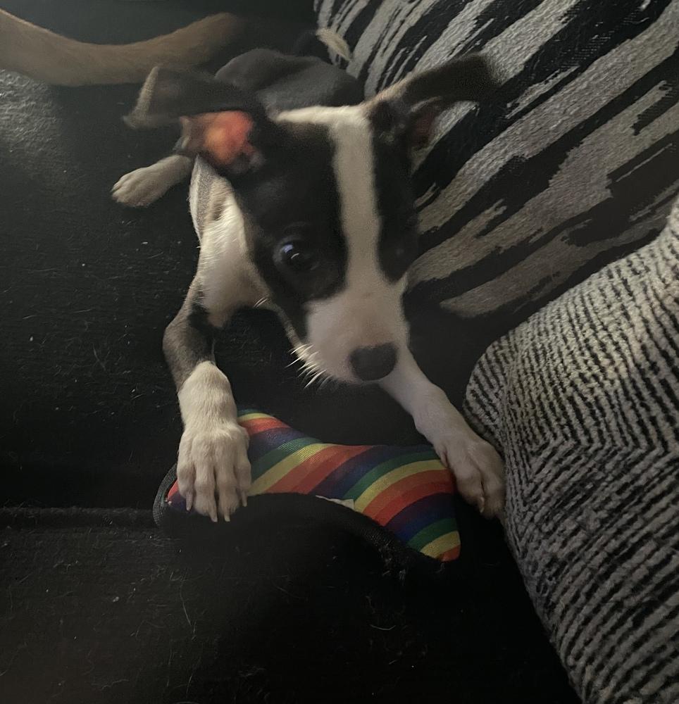 Grits "GiGi", Adoptable, Puppy Female Pit Bull Terrier & Bull Terrier.