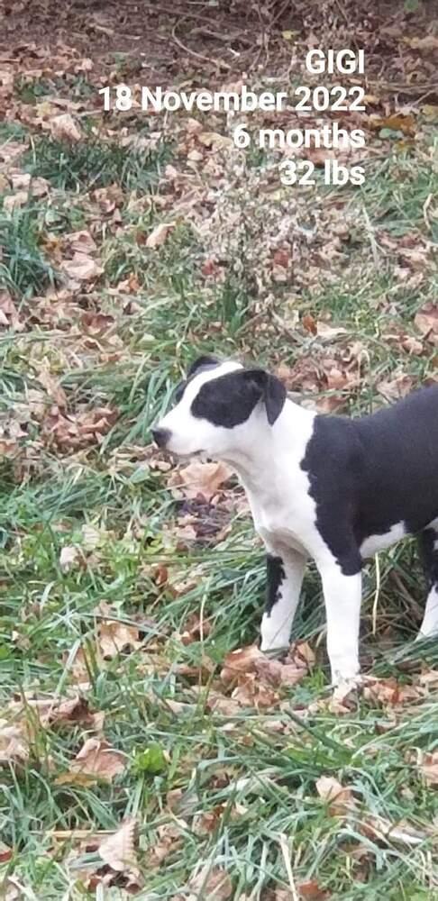 Grits "GiGi", a Adoptable mixed breed in Canal Winchester, OH image 2/6