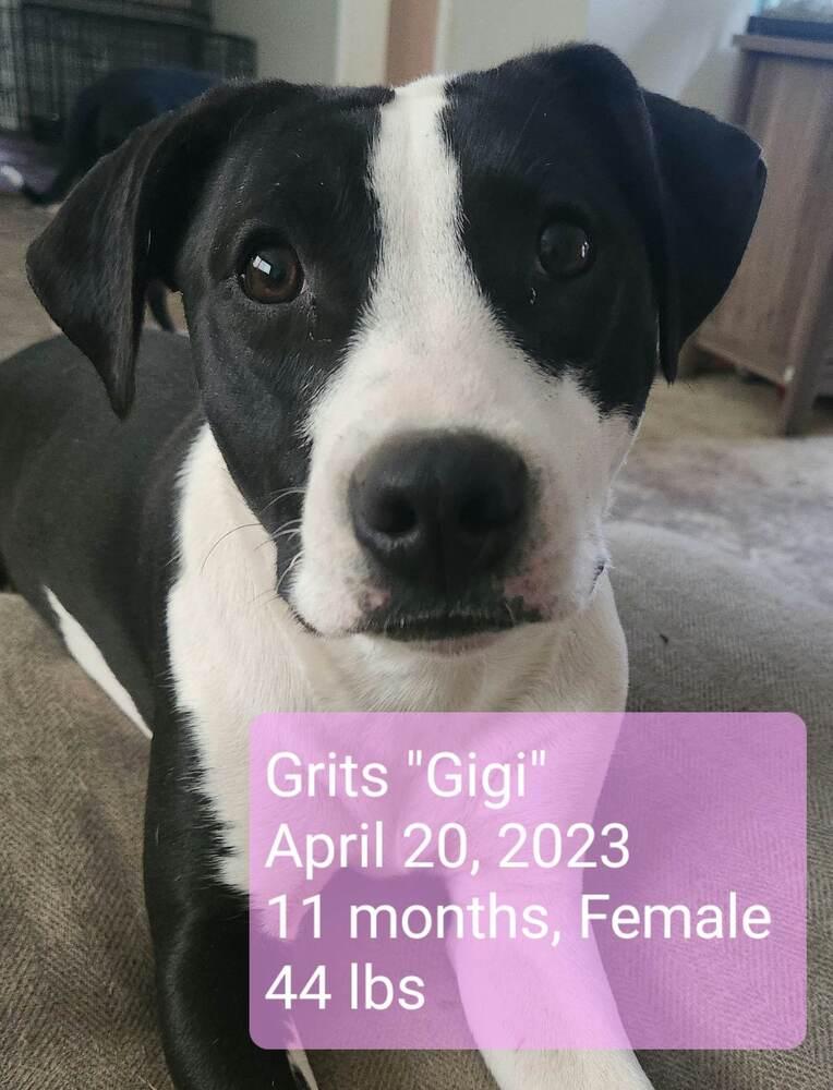 Grits "GiGi", a Adoptable mixed breed in Canal Winchester, OH image 3/6
