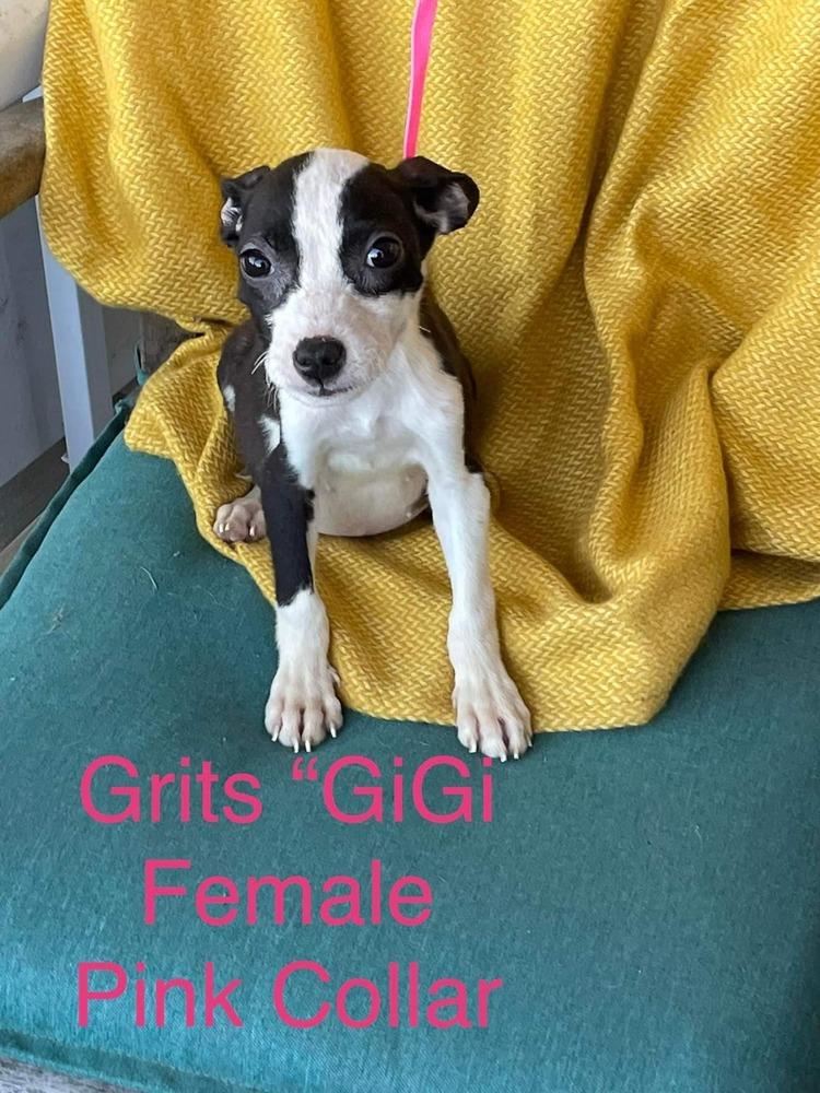Grits "GiGi", a Adoptable mixed breed in Canal Winchester, OH image 4/6