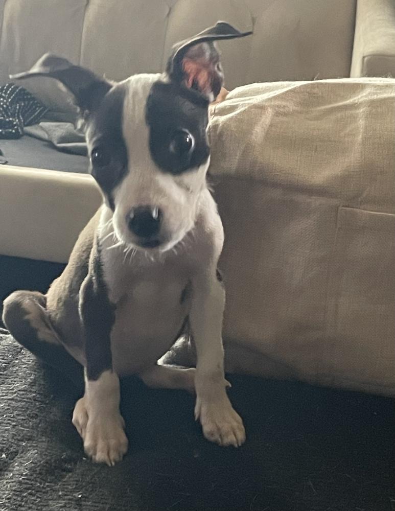 Grits "GiGi", a Adoptable mixed breed in Canal Winchester, OH image 5/6