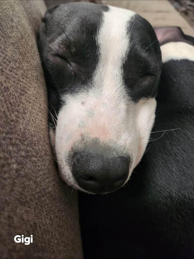 Grits "GiGi", a Adoptable mixed breed in Canal Winchester, OH image 6/6