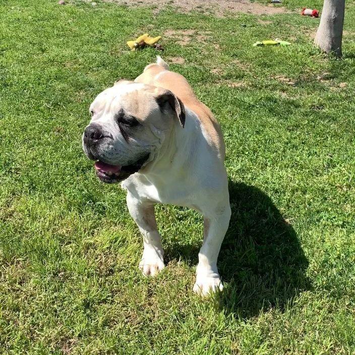 AJ, Adoptable, Senior Male Boxer.