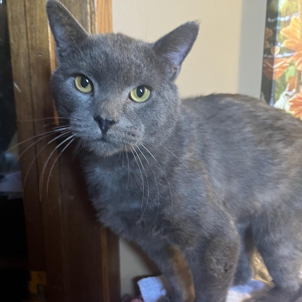 Dublin - Pending Adoption, a Adoptable Domestic Short Hair in Bismarck, ND image 2/2