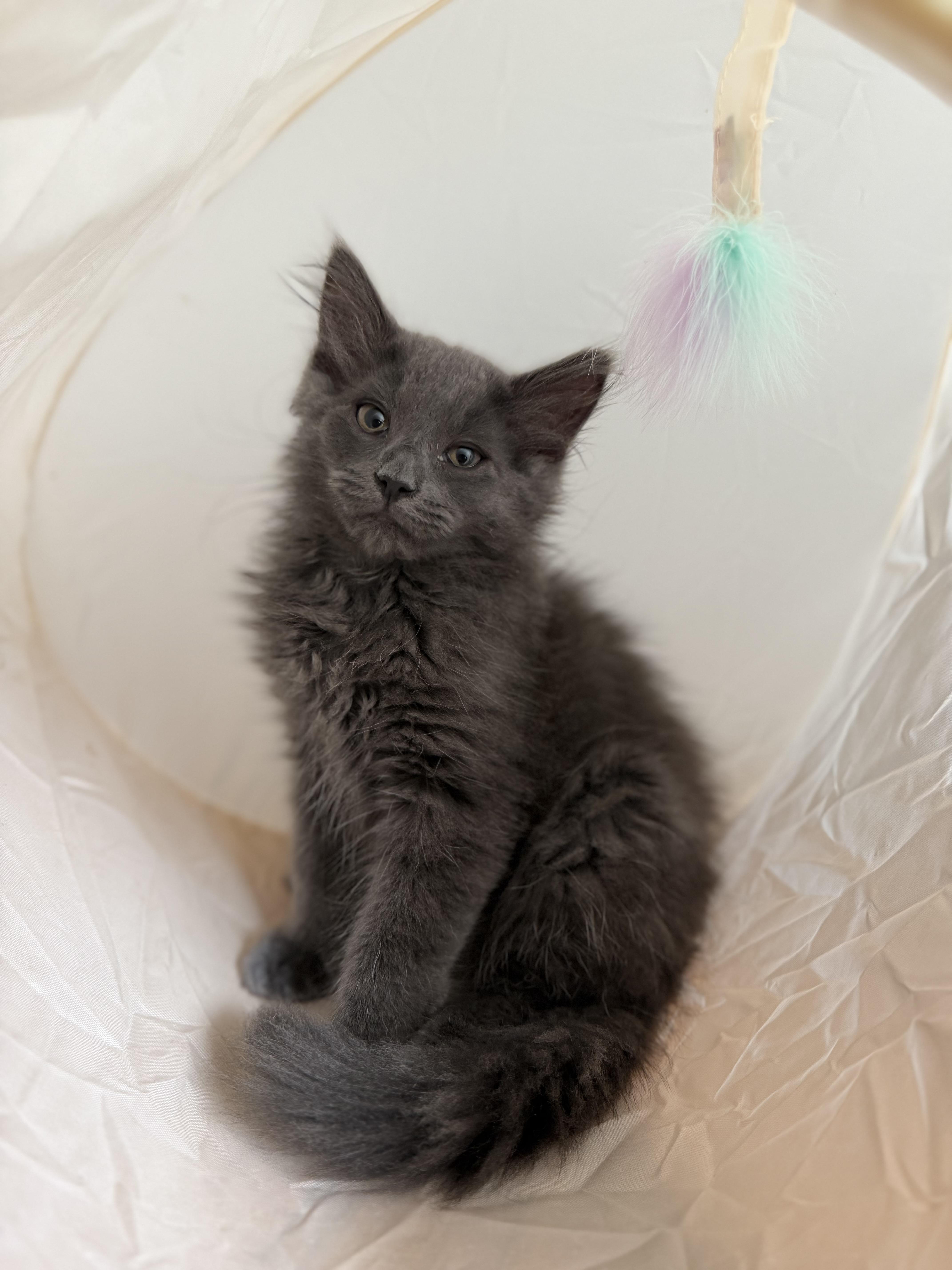 Enlarge Snickers, a ADOPTABLE mixed breed in Allentown, NJ image 3/4