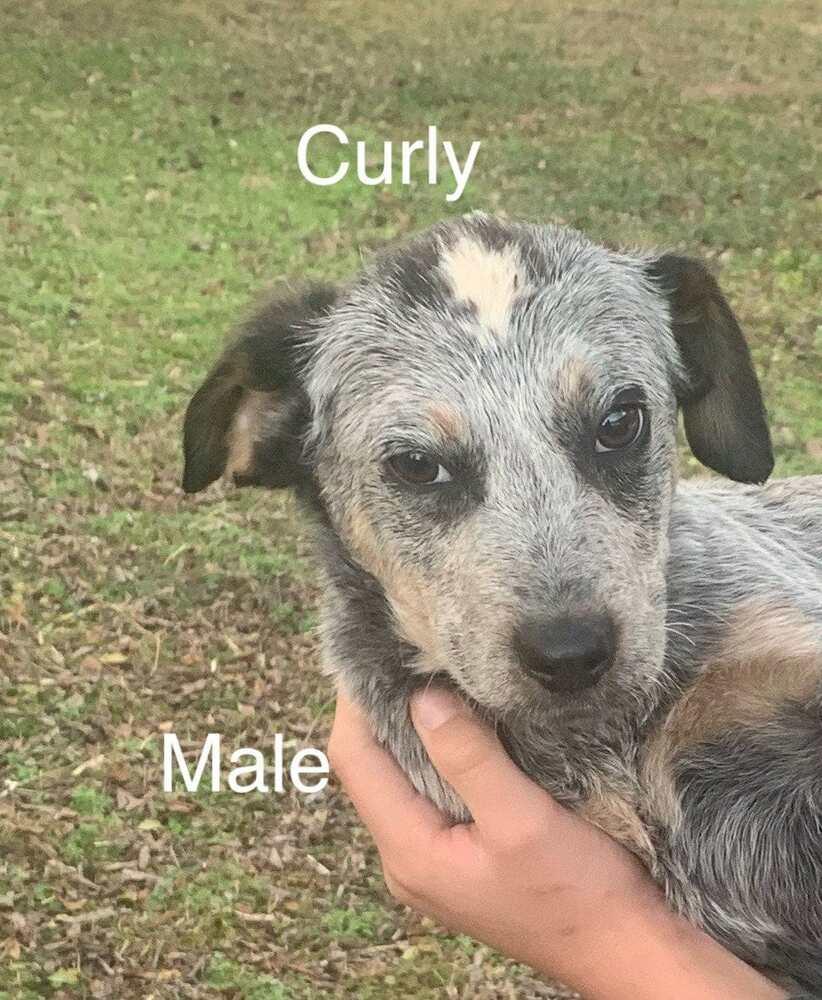 Enlarge Curly, a Adopted mixed breed in Tuckerton, NJ image 1/1