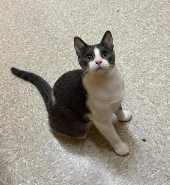 Vinny, ADOPTABLE, Kitten Male Domestic Short Hair.