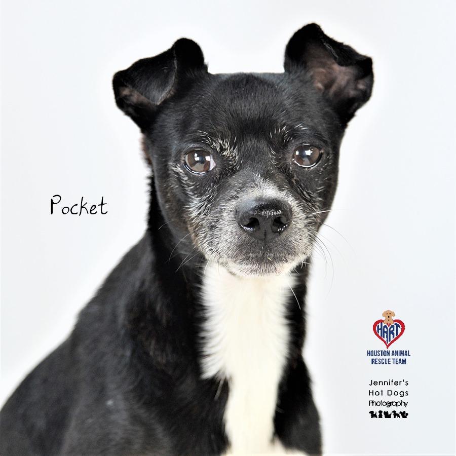 Pocket, a Adoptable mixed breed in Hockley, TX image 1/2