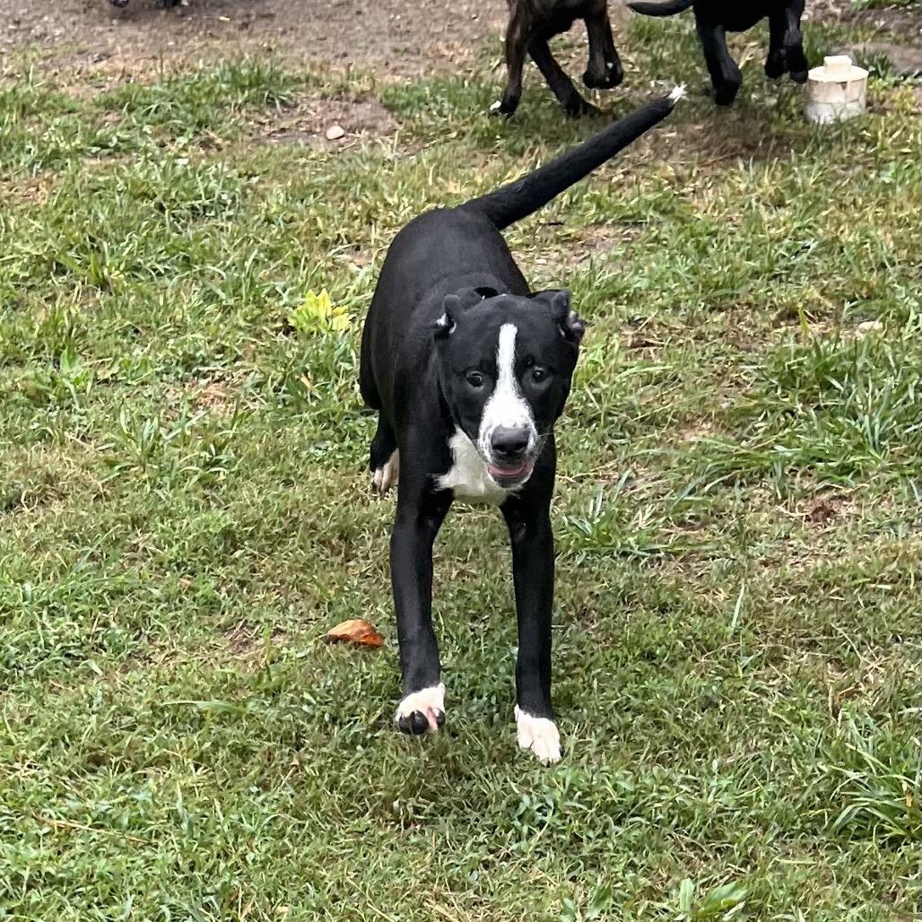 Enzo, Adoptable, Young Male Mixed Breed & Mixed Breed.