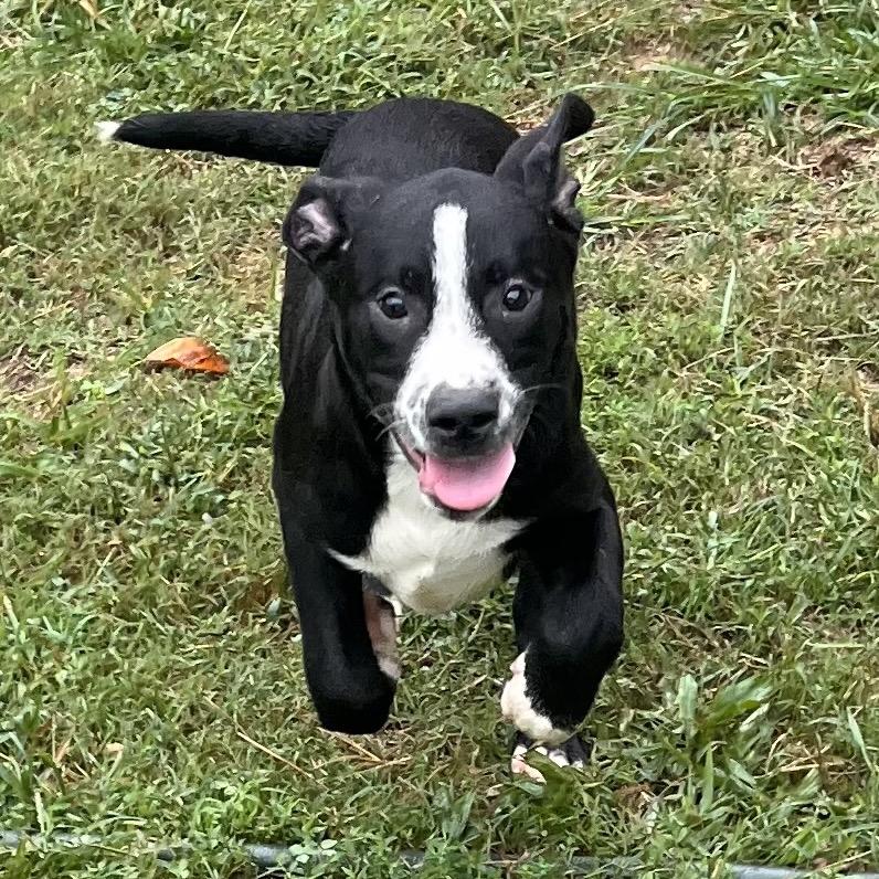 Enlarge Enzo, a Adoptable mixed breed in Caryville, TN image 2/6