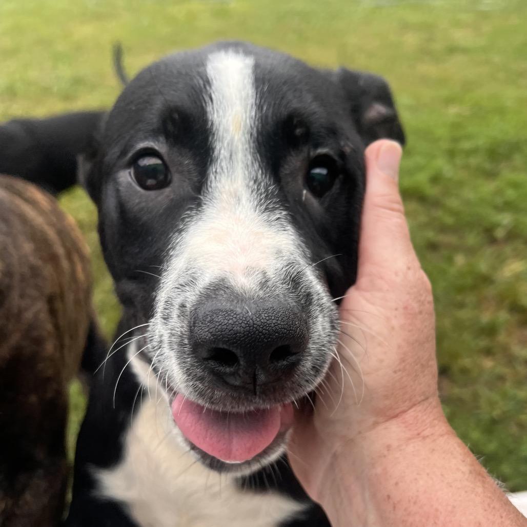 Enlarge Enzo, a Adoptable mixed breed in Caryville, TN image 3/6