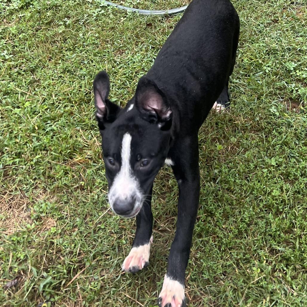 Enlarge Enzo, a Adoptable mixed breed in Caryville, TN image 4/6