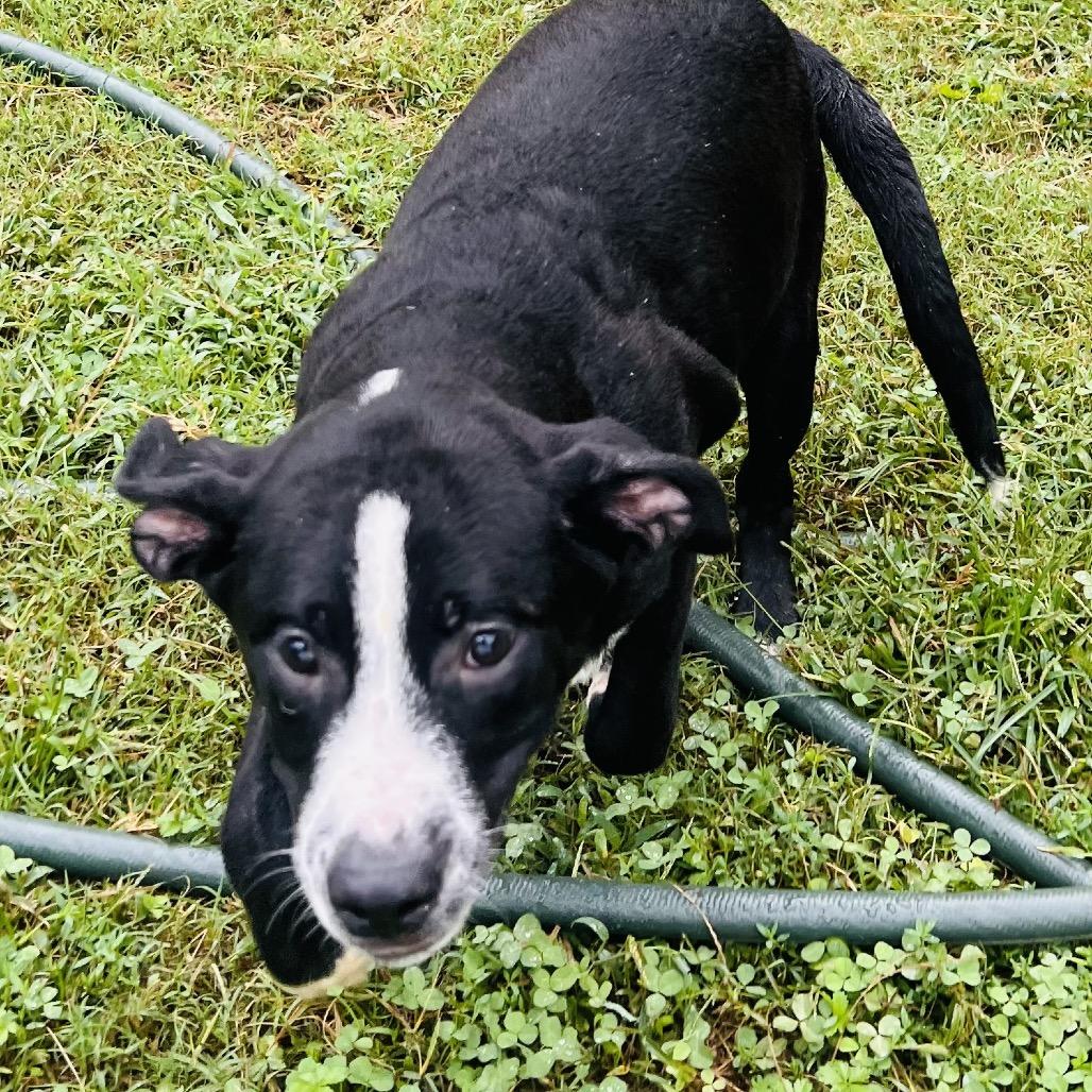 Enlarge Enzo, a Adoptable mixed breed in Caryville, TN image 5/6