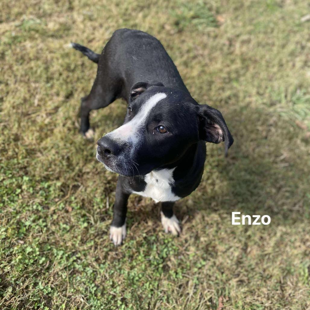 Enlarge Enzo, a Adoptable mixed breed in Caryville, TN image 6/6
