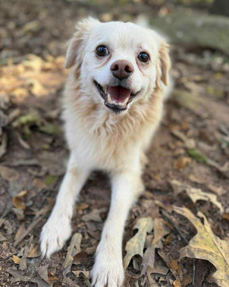 Enlarge Captain Morgan, a Adoptable mixed breed in Wayne, NJ image 2/6