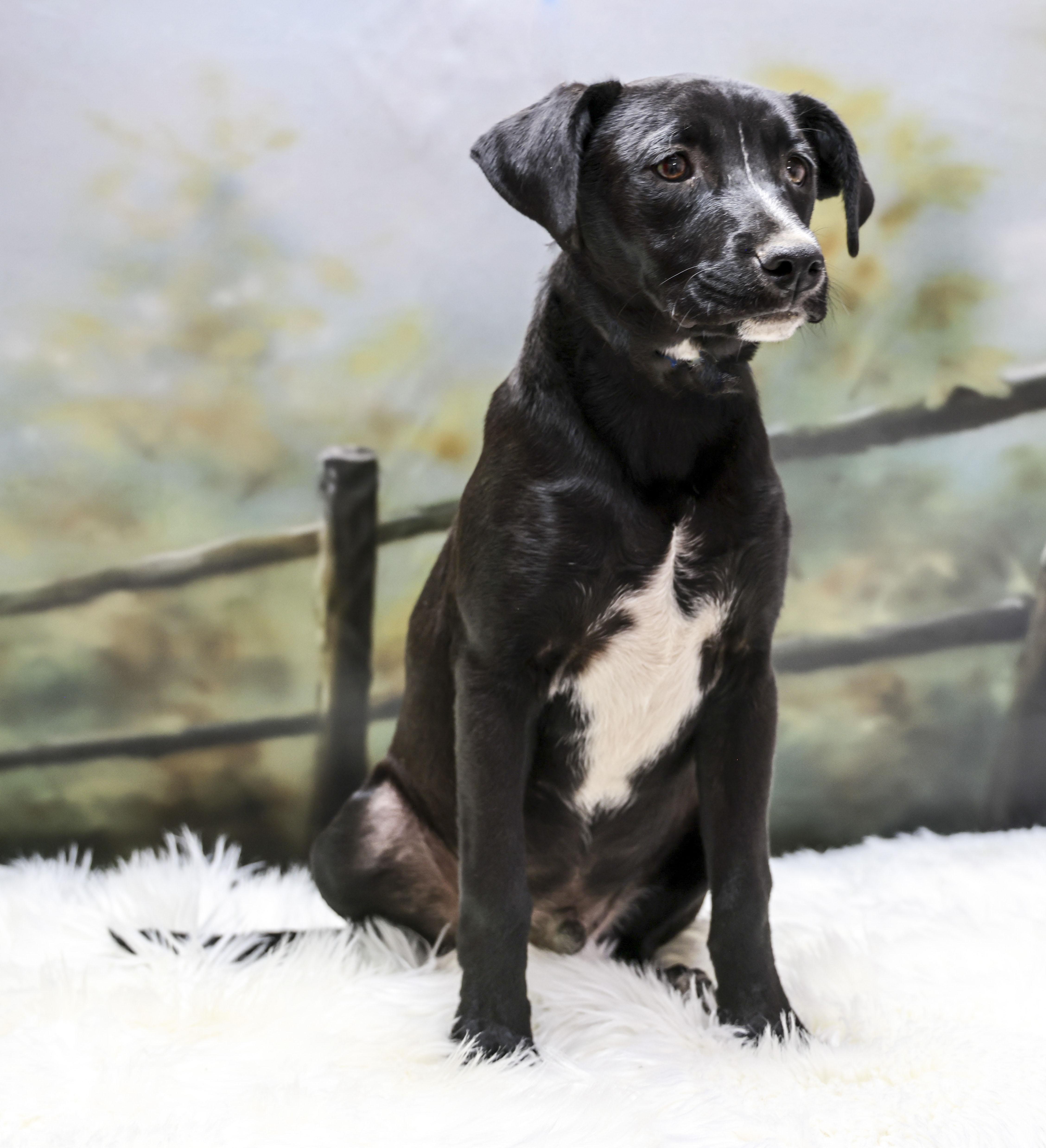 Nic, a Adoptable mixed breed in Casa Grande, AZ image 3/3