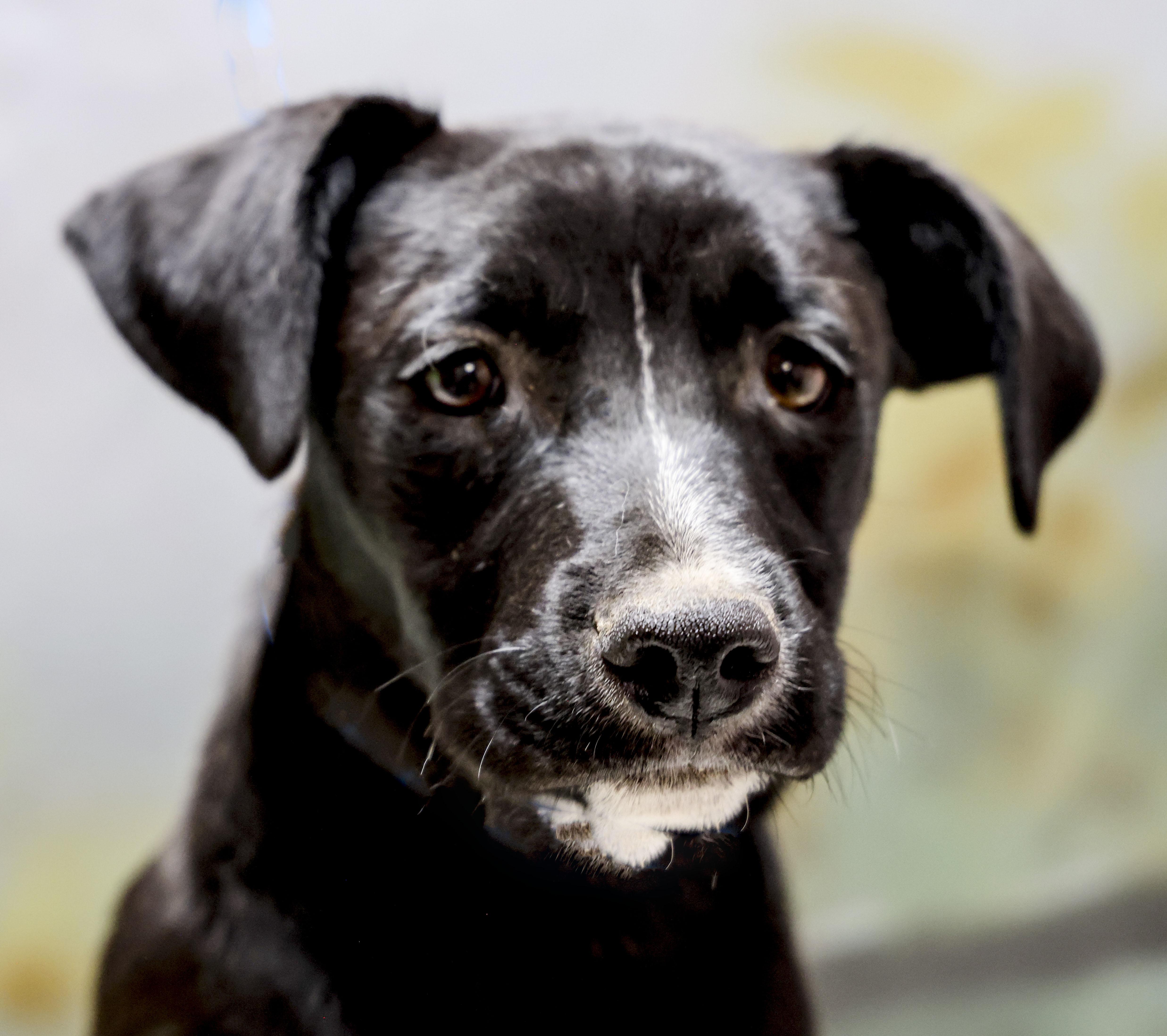 Nic, a Adoptable mixed breed in Casa Grande, AZ image 2/3