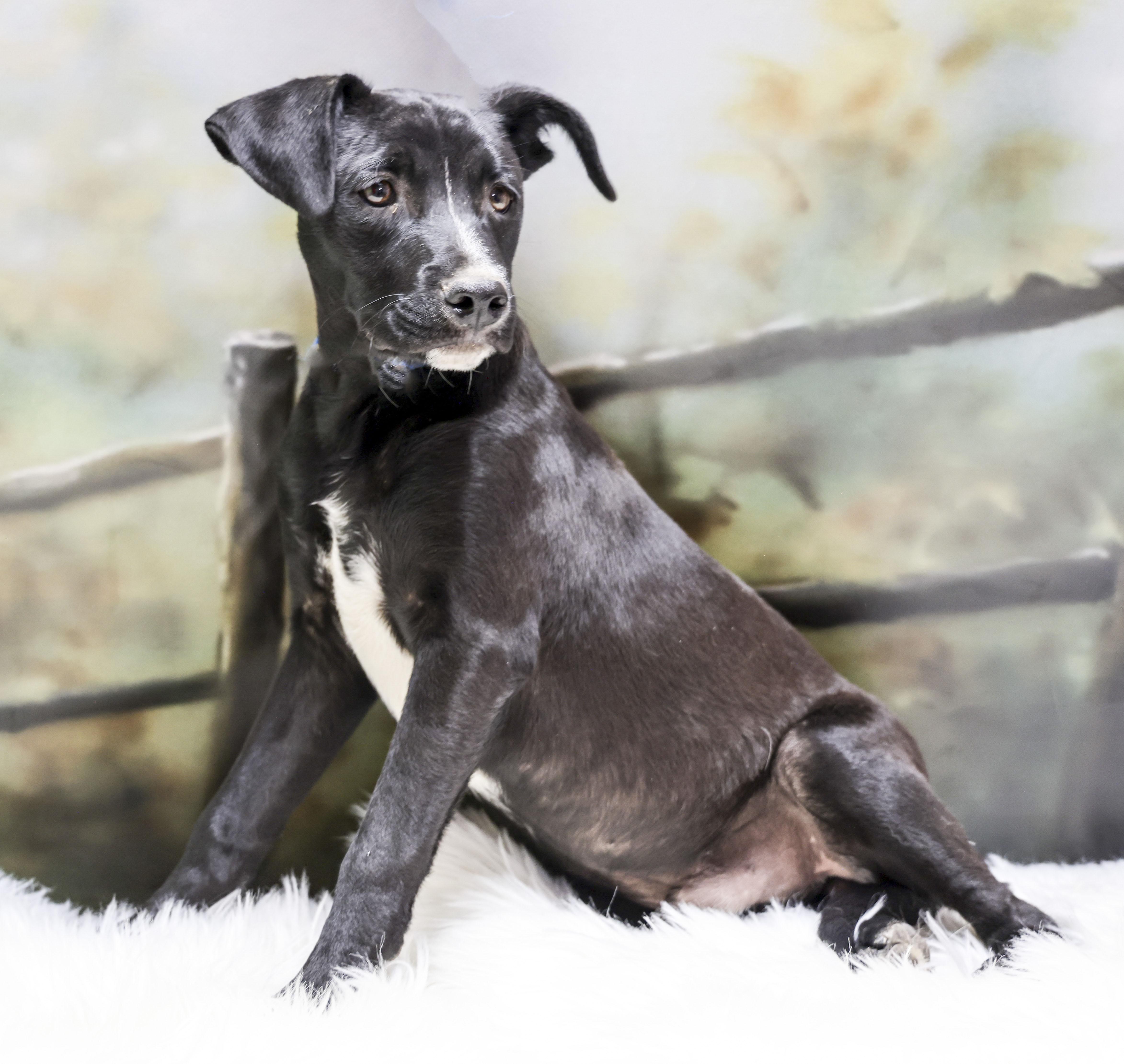 Nic, Adoptable, Young Male Black Labrador Retriever.