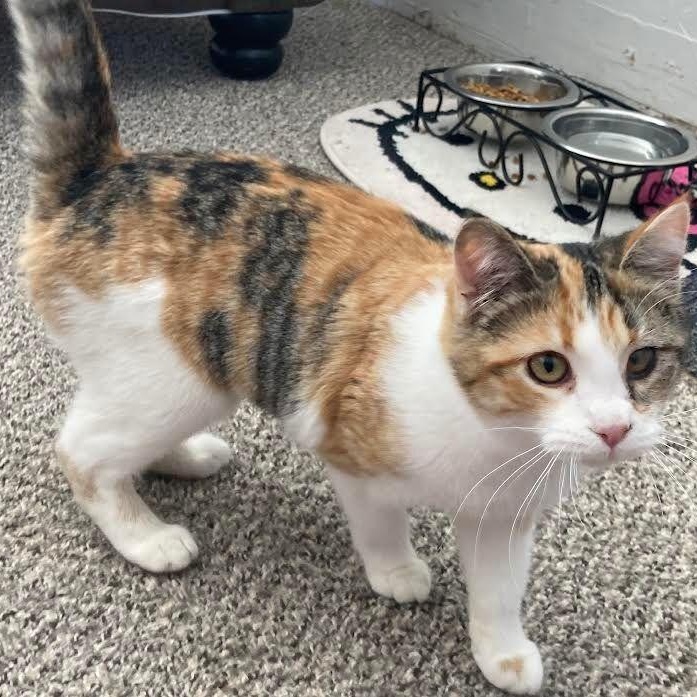 Enlarge Patches, an adopted Domestic Short Hair in Carson City, NV image 1/1