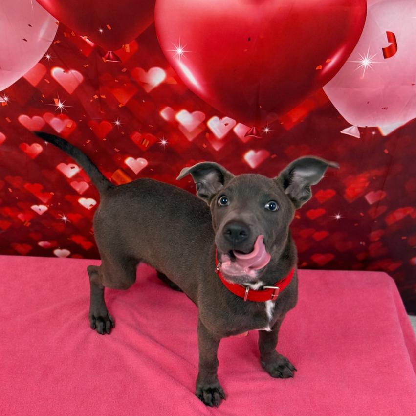 Steve, Adoptable, Puppy Male Mixed Breed.