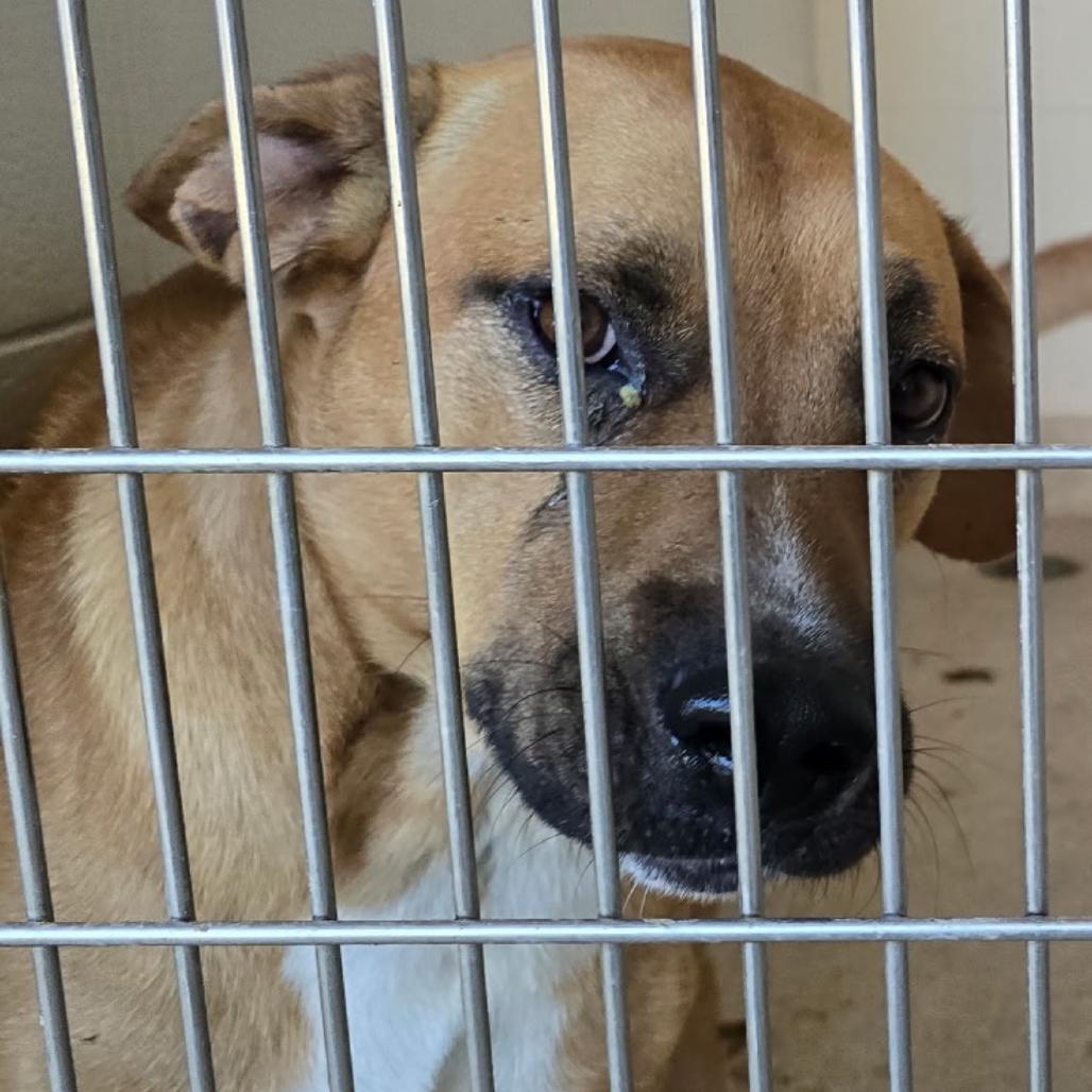 OLD YELLER, Adoptable, Adult Male Labrador Retriever & Bloodhound.
