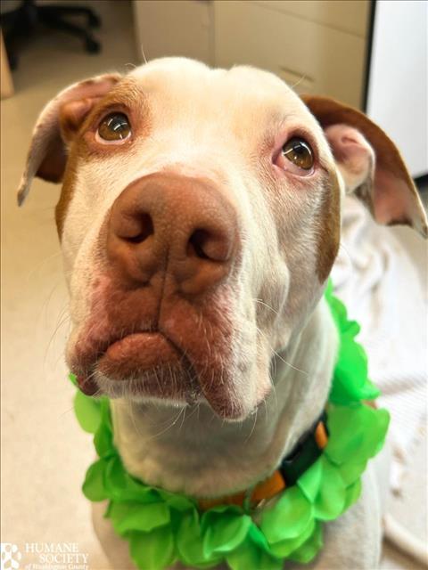 SCOTTIE, Adoptable, Young Male Pit Bull Terrier.