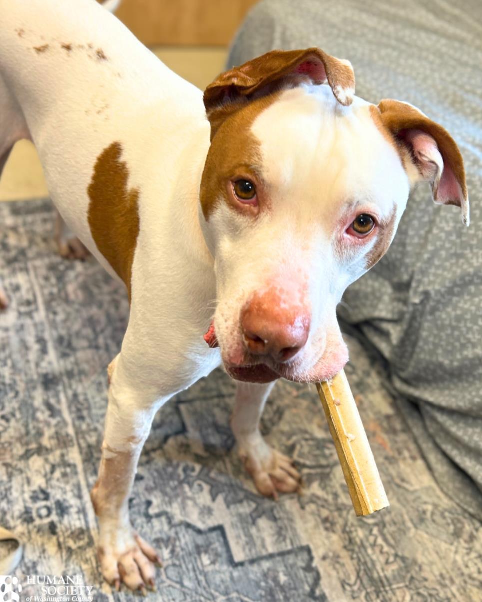 Enlarge SCOTTIE, a Adoptable Pit Bull Terrier in Hagerstown, MD image 1/1