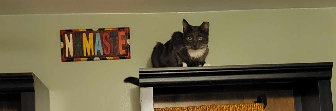 Enlarge Sophie, a Adopted Domestic Short Hair in Parlin, NJ image 1/4