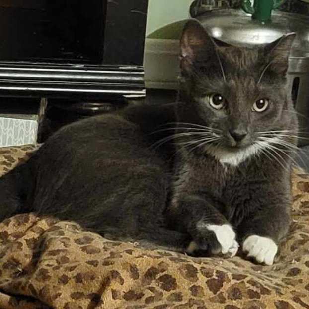 Enlarge Sophie, a Adopted Domestic Short Hair in Parlin, NJ image 2/4