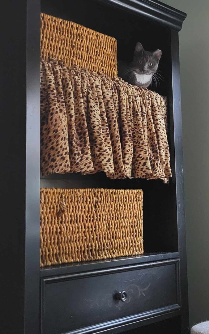 Enlarge Sophie, a Adopted Domestic Short Hair in Parlin, NJ image 3/4